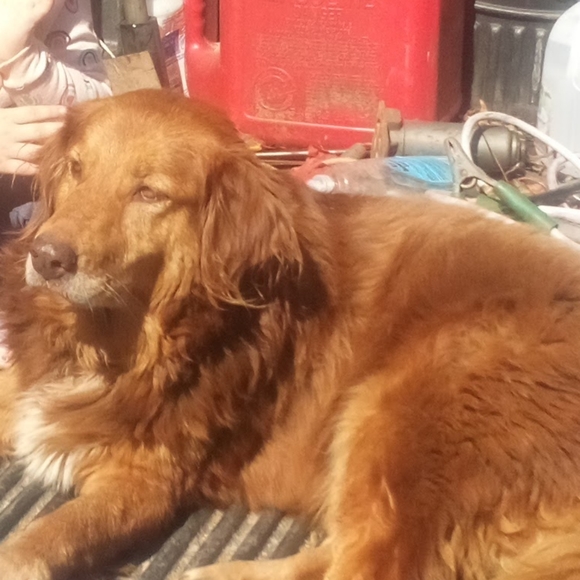 Meet your Posher, Cheyenne - Picture 3 of 9